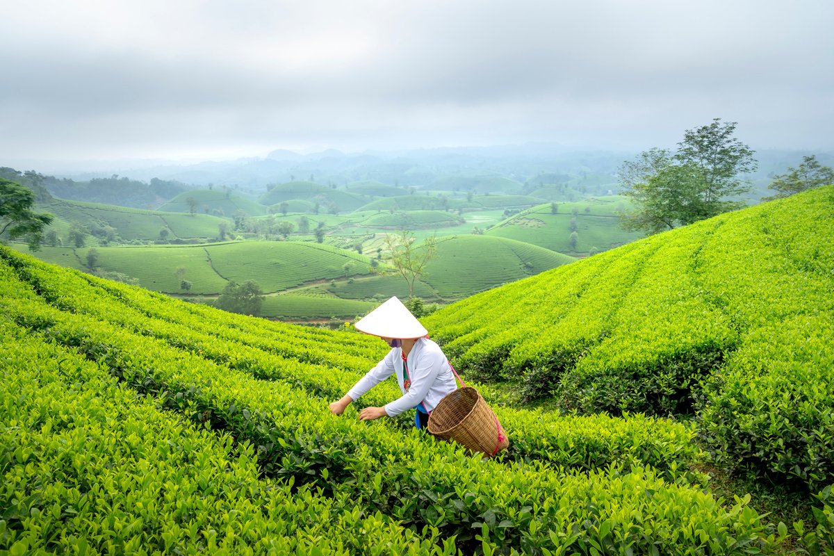 Smiling Woman Picking Tea Leaves on a Tea Plantation 