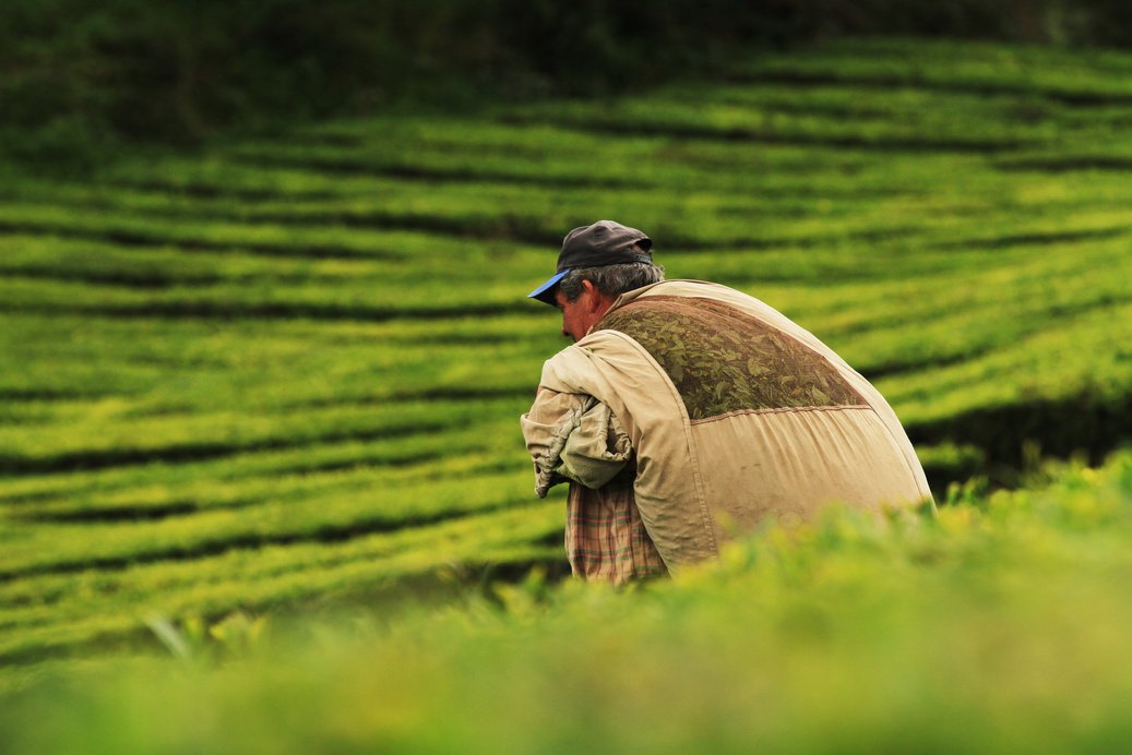 Tea farm