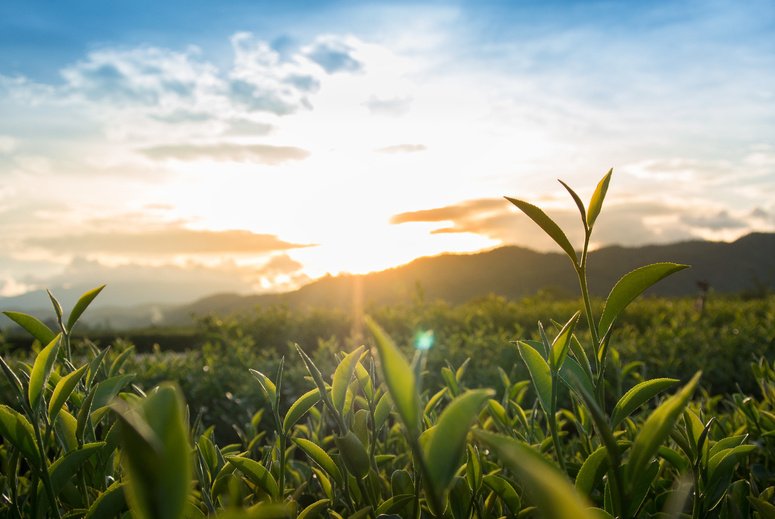 green tea garden