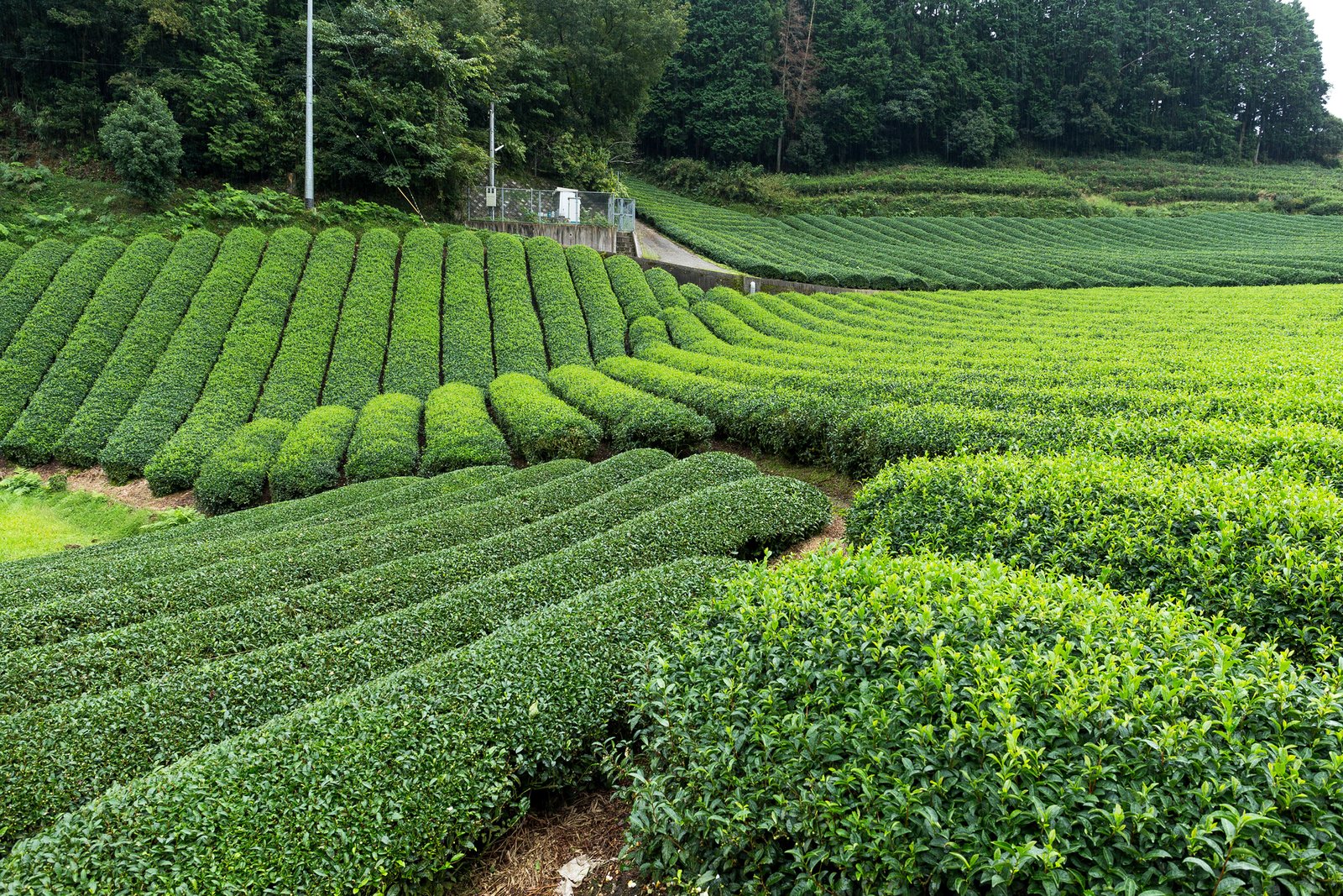 Green Tea Farm