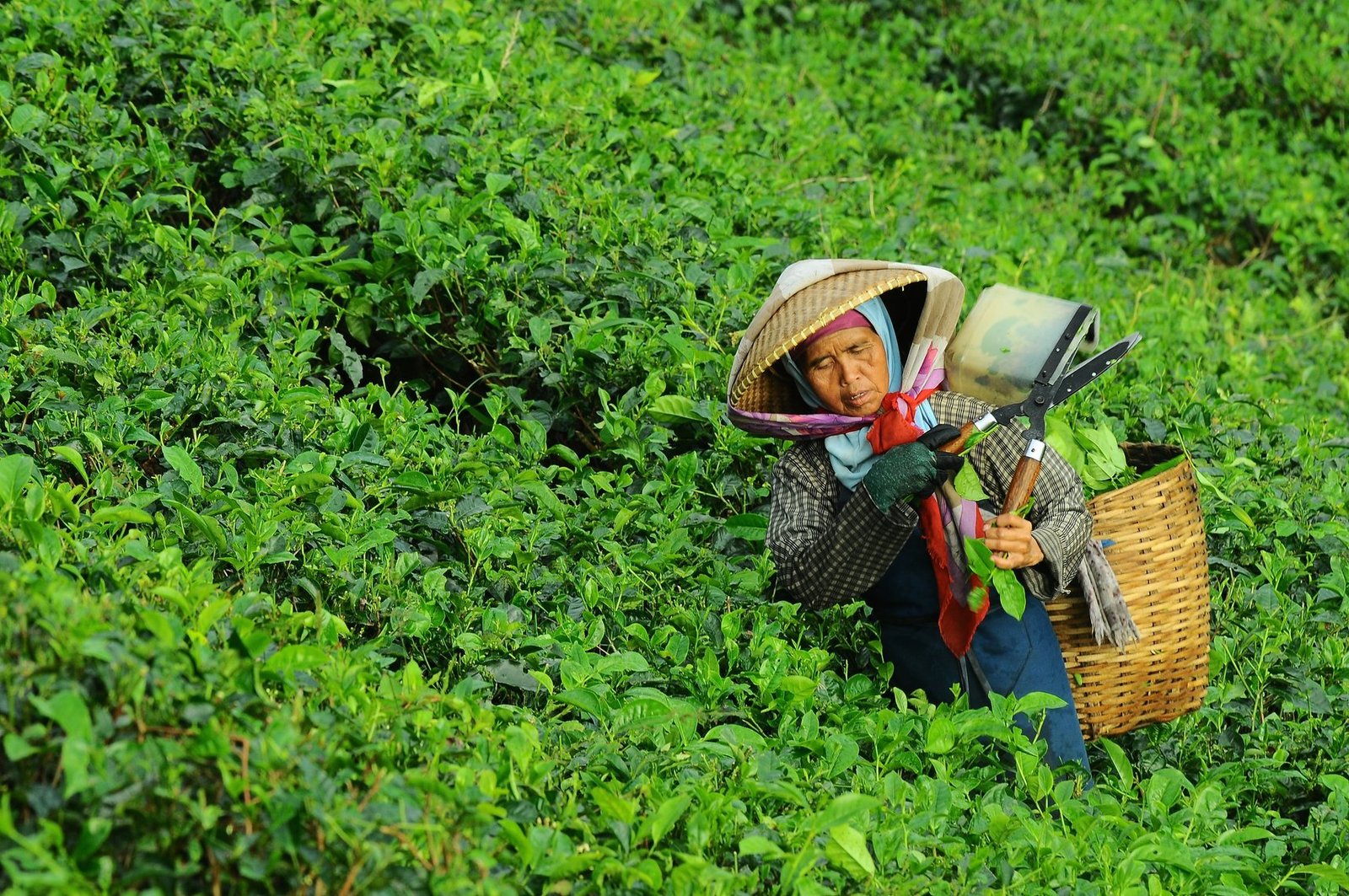 Tea farm